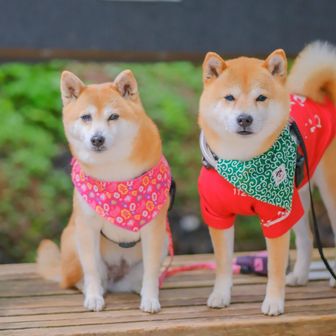 ❤️さくら様3点⭐柴犬柄⭐3段ラック・コロコロ❤️--179・180・182 今日はさくら祭りだ🐕️みんなおめでとう。金剛山カトラ↗千早本道