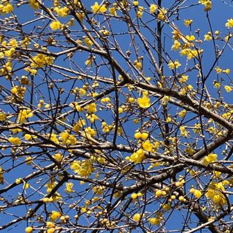 老梅咲いててきれい