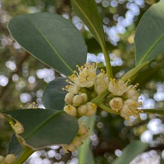 ふと良い香りがしたので見回すとクロキの花が咲いていた。