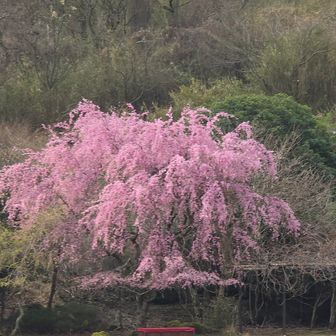 駐車場の枝垂れ桜
まさにサクラウォーク🌸😉