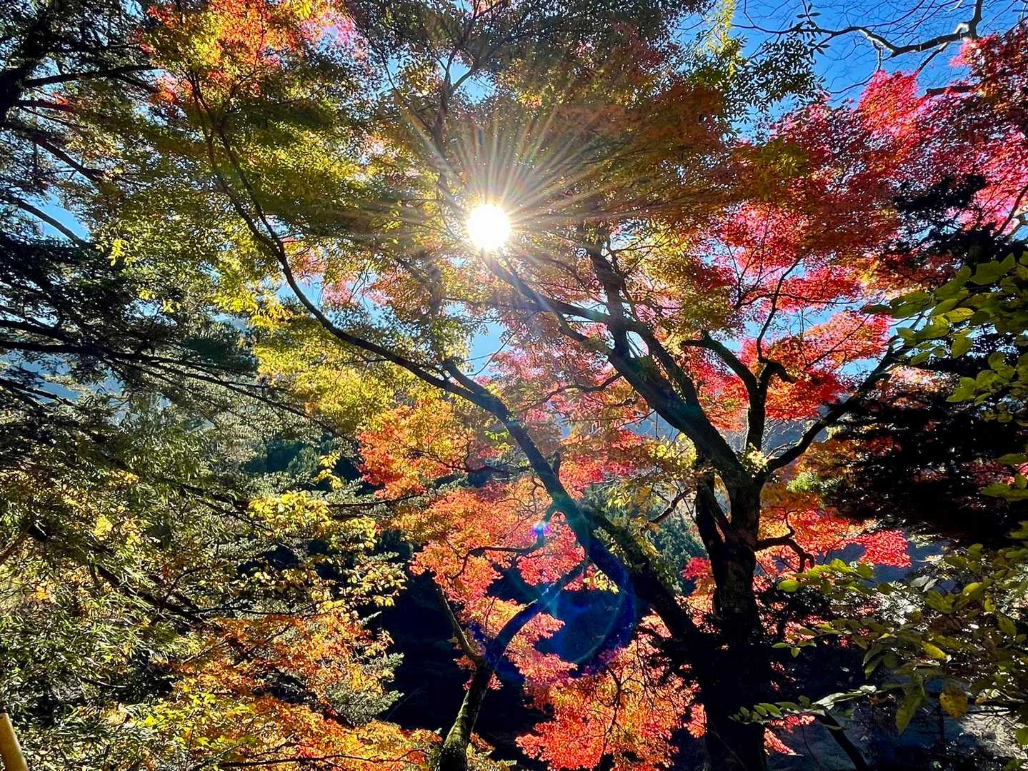 真っ赤よりもこんな
グラデーションに
心掴まれ
