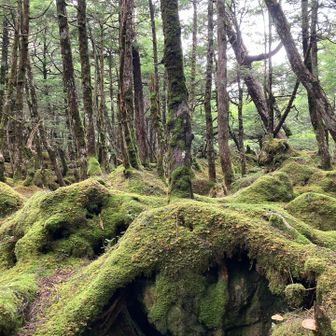 「もののけの森」
ここの雰囲気も好き！！(^^)