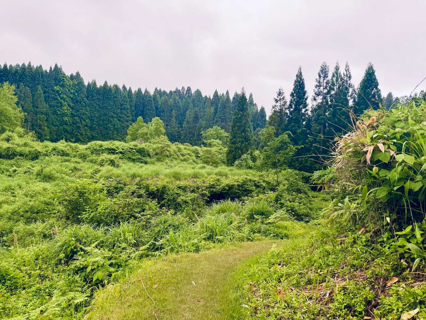 でも、緑に囲まれての山歩は、涼しい朝につきますね😄