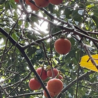 小さな柿みっけ