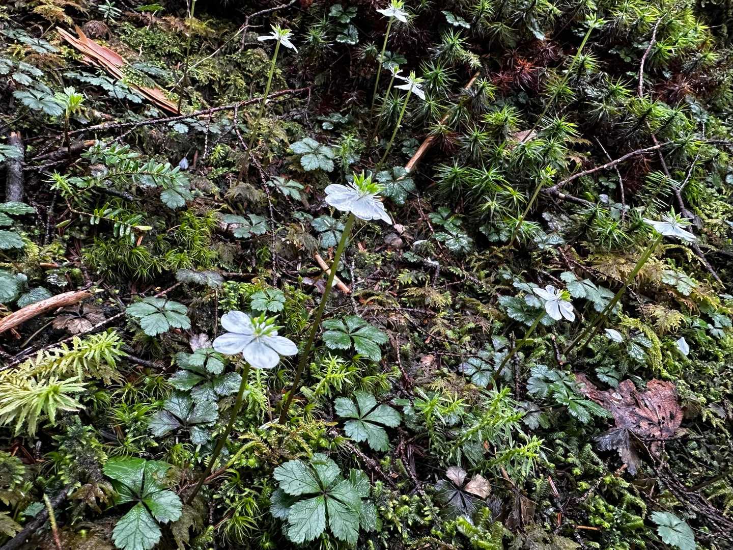 飛騨頂上往復 | 神秘的な青い水をたたえた三ノ池を見下ろす御嶽山の支峰への写真