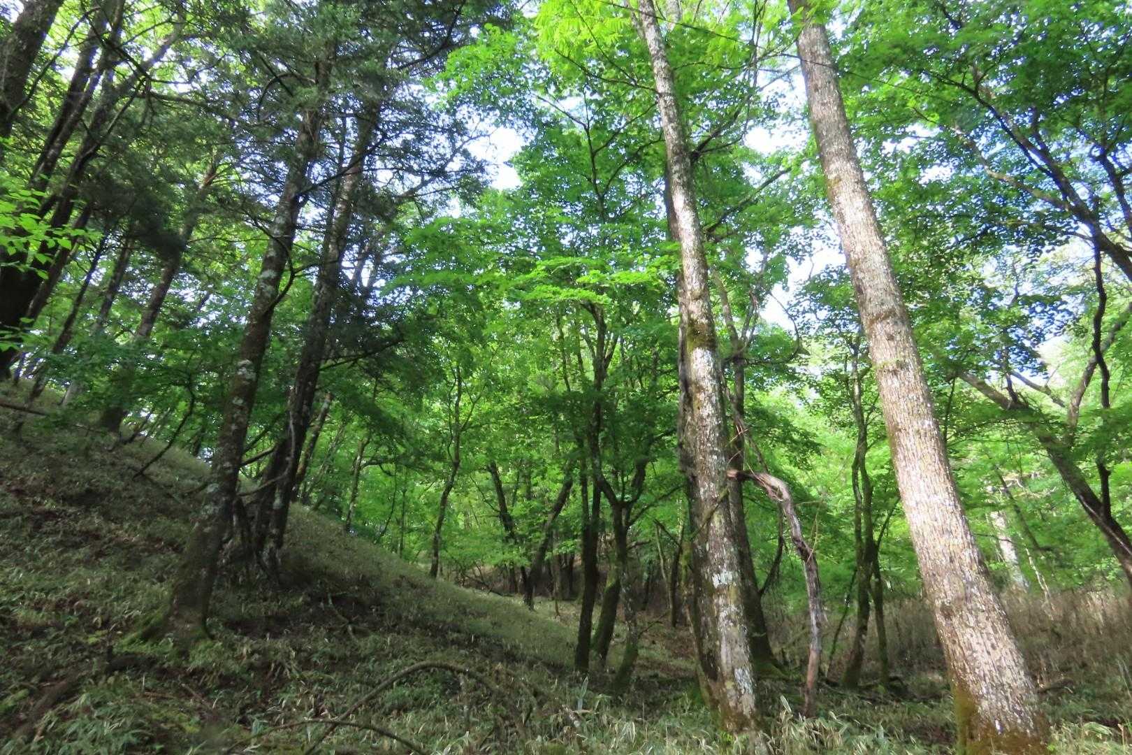 最短距離で２ピークGet