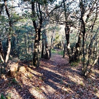 竜王山山頂からは超気持ちいい下り坂となった㊗️