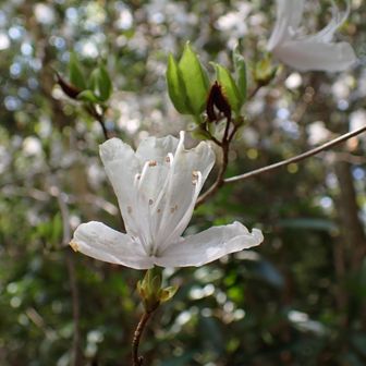 早速見に行きました!!