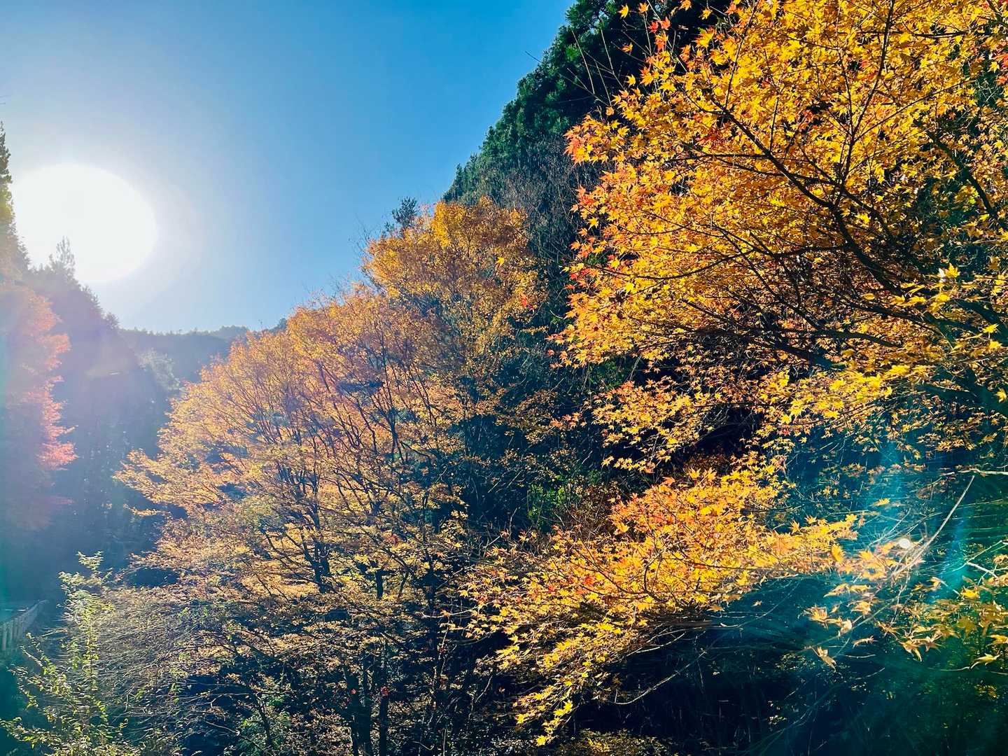 今年は鳳凰三山から始まって綺麗な紅葉をたくさん楽しめました🍁

ありがとうございます😊