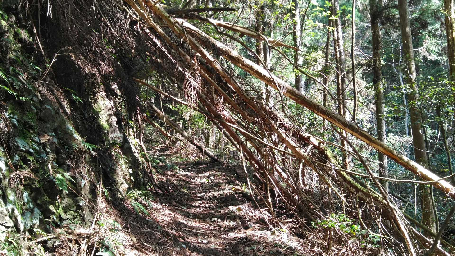 登山口から直ぐの所