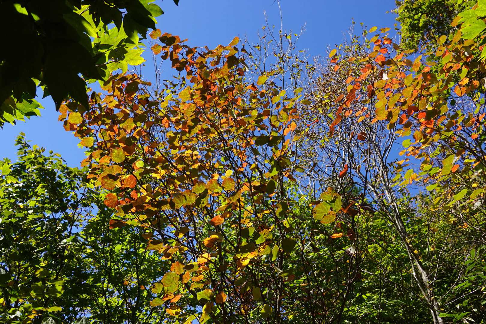 紅葉はまだまだ