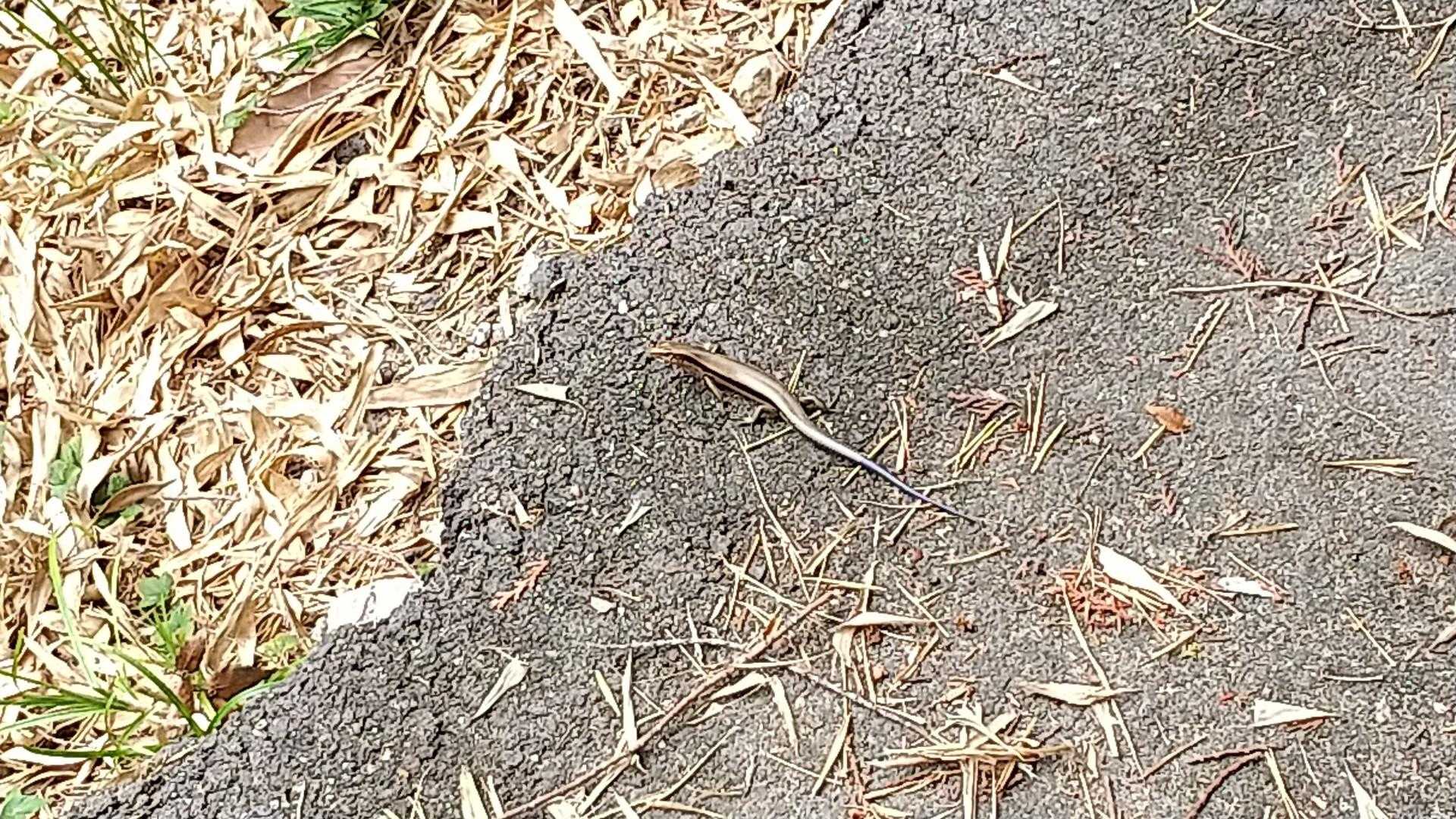 踏みかけた🦎、焦りました