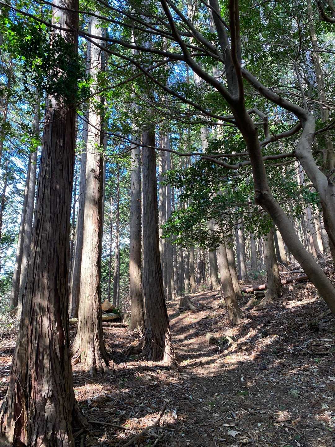 めっちゃ疲れたけどこもれびが最高🙌
思わずスピッツの「春の歌」を歌っちゃいますね〜

「春のう〜た〜！・・・。」
「春のう〜た〜！・・・。」
　
そーいえば歌詞をなんにも知らなくてここの部分だけ連呼してました🥹笑