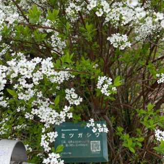 ミツガシワも満開