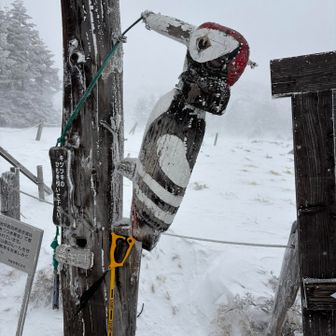 北八ヶ岳と言えばアカゲラ