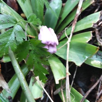 ショウジョウバカマが少しピンクになってます🌱