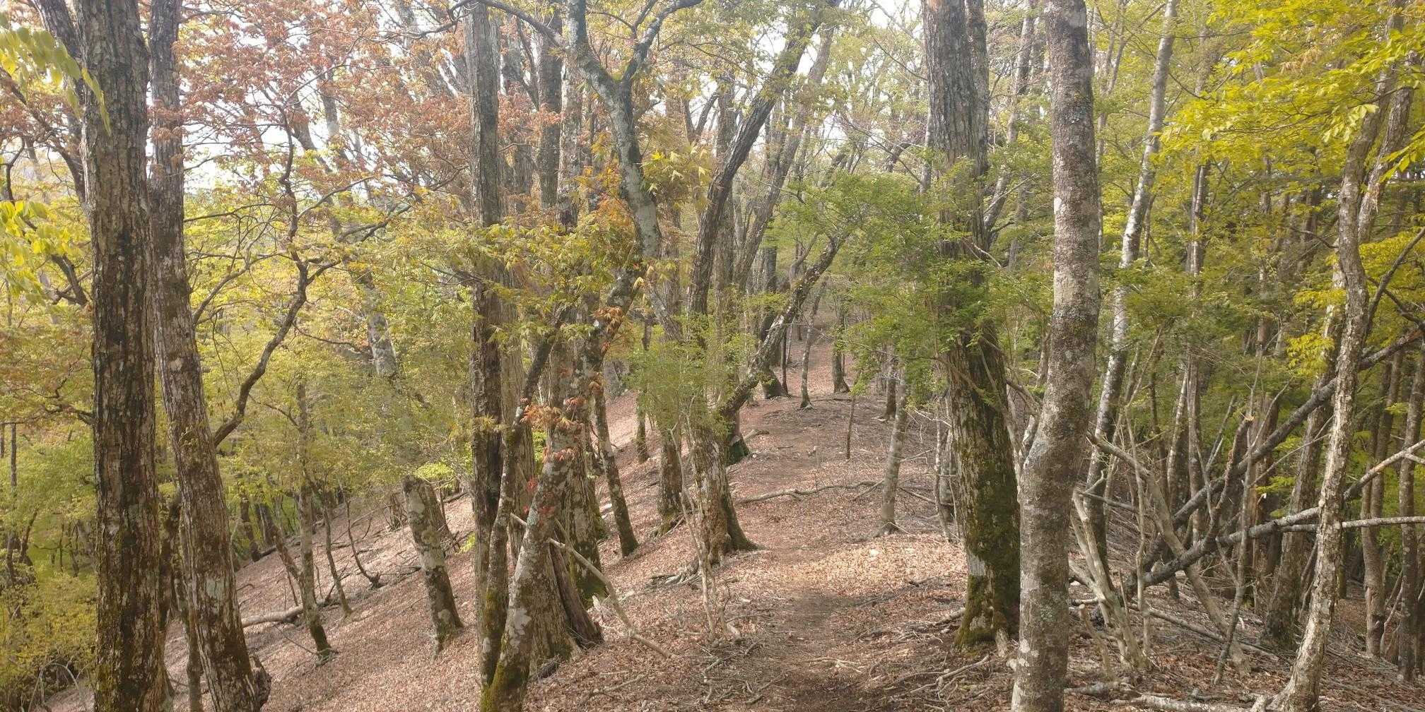 冬とは違い複数の鳥の鳴き声が心地よい🐦️