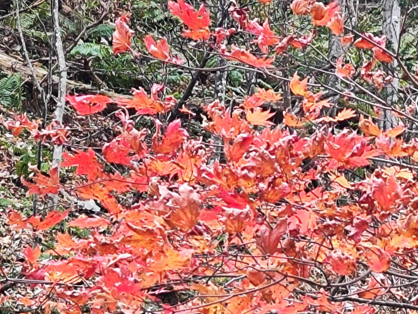 枯れてきていましたが 辛うじて残っていた紅葉🍁