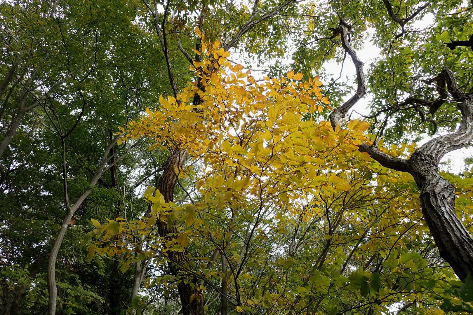 少し色付き🍁

やっぱ今年は遅いね