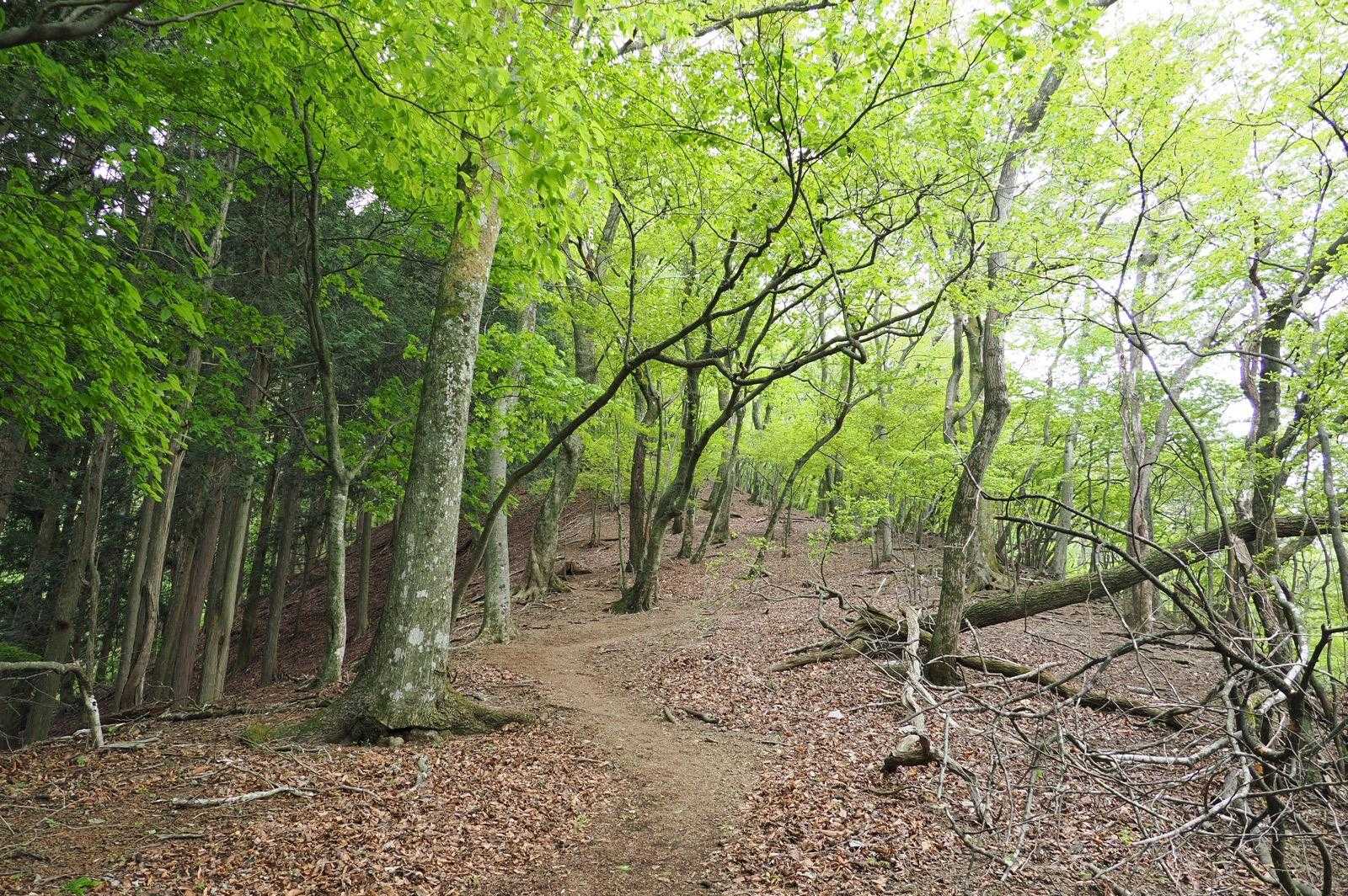 分岐に戻って雌岳方面へ
こんな歩きやすい道が続くわけもなく…