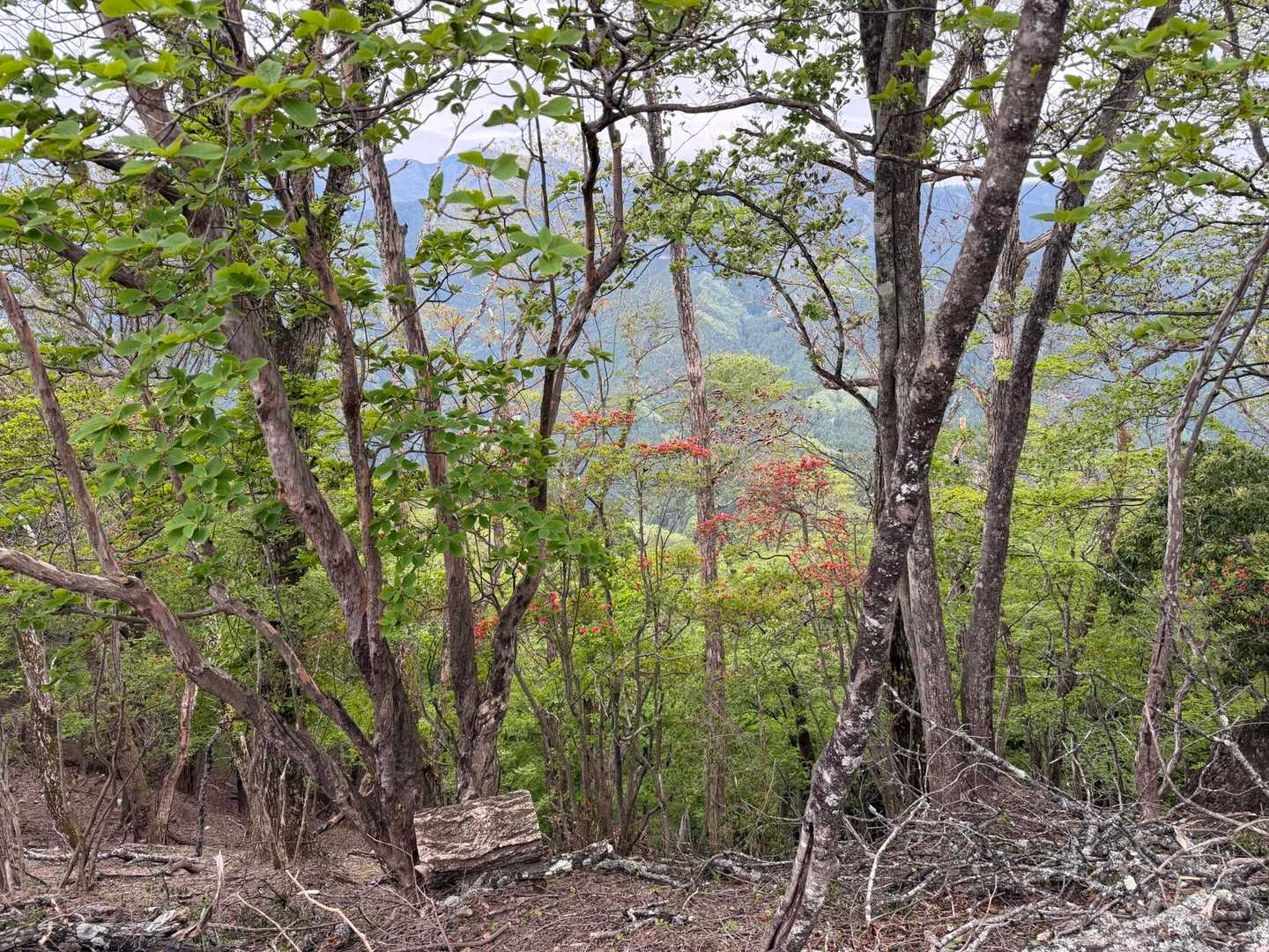 伊豆ヶ岳登山口-ツガの木台-長岩峠-伊豆ヶ岳-山伏峠 周回コースの写真