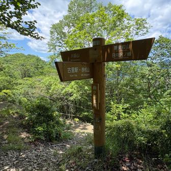 曲ケ谷北峰（標高1327）到着

分岐からのピストン
山らしくはありません
