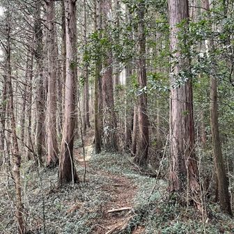 一気に登っていく📈
昨日の疲れはあまり感じない。先週の黒姫山の後はかなり疲れ果ててしまっていて、次の日の飯綱山は疲労困憊だった。
不思議なもんだなぁ。まぁいっか😀細かいこと気にしないで楽しもう！