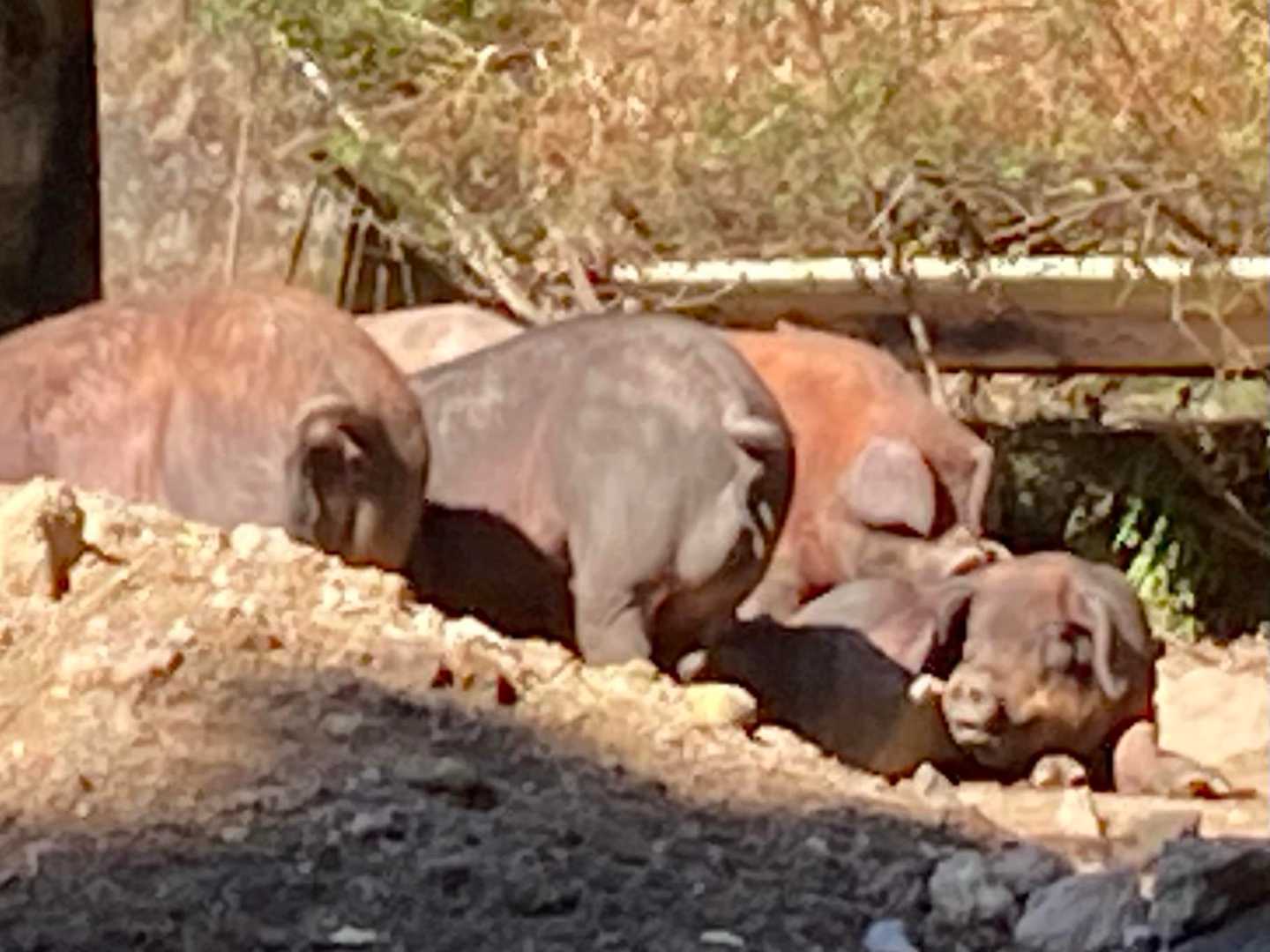 🐷❤️