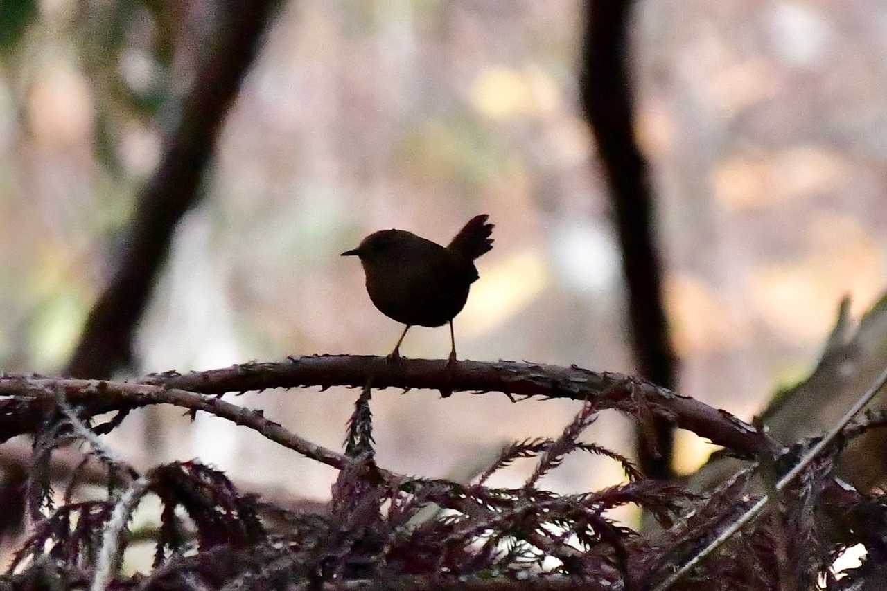 この鳥は誰でしょうシルエットだけ
渓流沿いでよく見かけるチッチッチッと鳴いてるミソサザイさん
斜面下から私の目の前に止まって慌てて藪の中へビックリしたのかなこちら見てます。