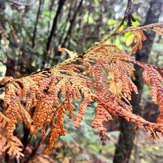 秋の始まりを感じます🍂
