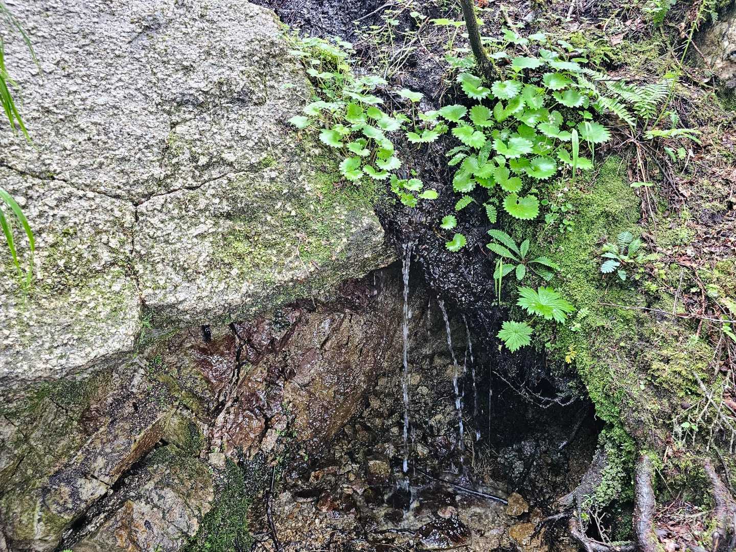 登山道に滴る水
