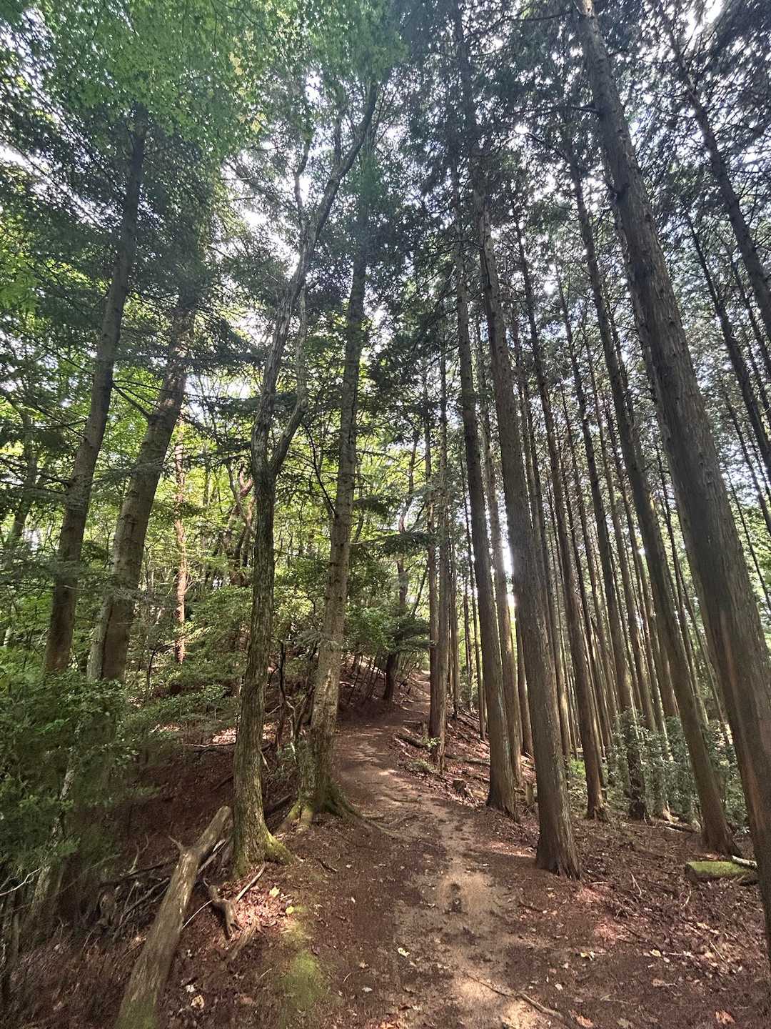 歩きやすい山道。