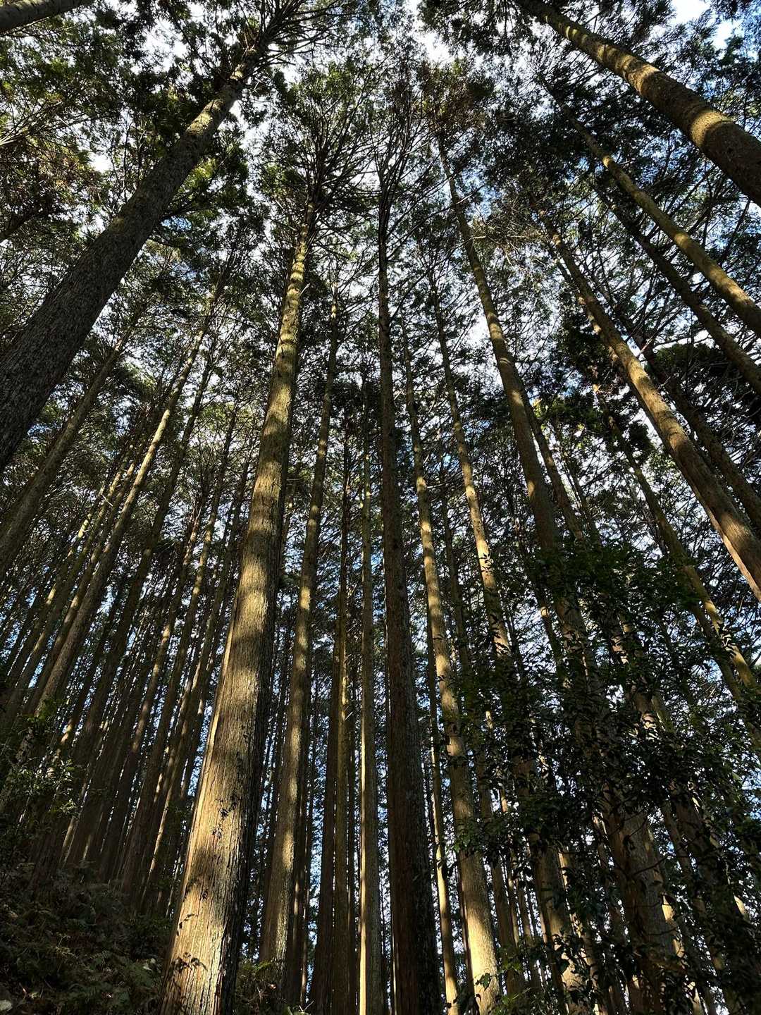 富厚里峠-ダイラボウ 周回コースの写真