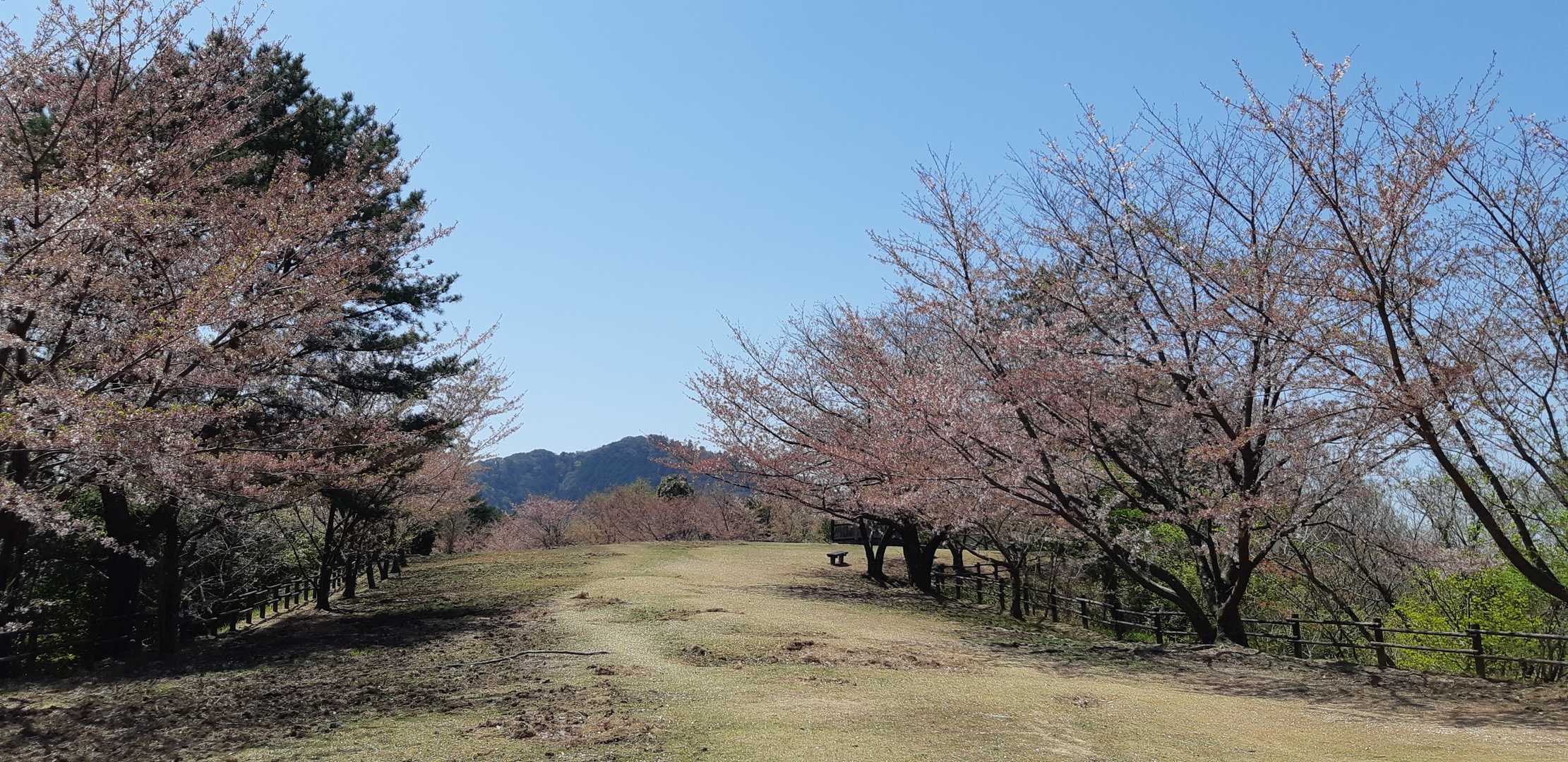 第一林間広場です、ここが歯朶谷山❔
