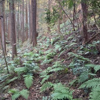 あまり歩かれていない様子。