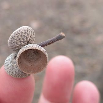 私の指どんぐりになったよ🤣