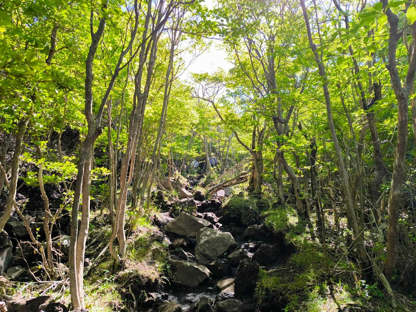 平治岳の森を2時間かけて楽しんで…
