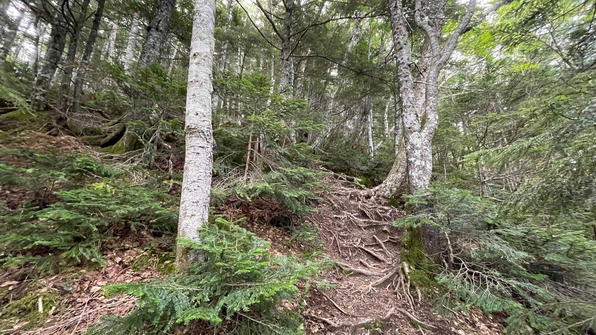 左まわりは　樹林帯をひたすら登ります