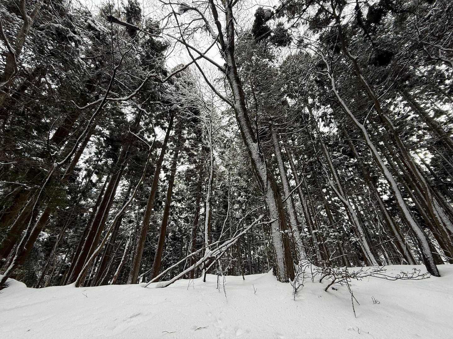 山本山-熊野越-西野峠-西野山-湖北丸山-賤ヶ岳-賤ヶ岳登 縦走コースの写真