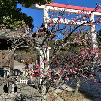 鎌倉宮の河津桜
お正月に咲くそうです
初春桜と書いてありました