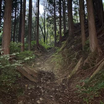 空は明るくなってきたけど、登山道は薄暗くヘッデンなくては危なっかしい。