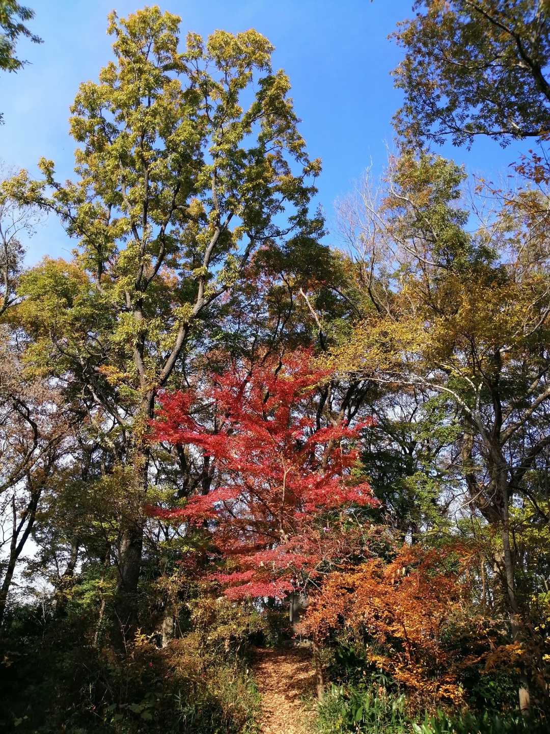 紅葉