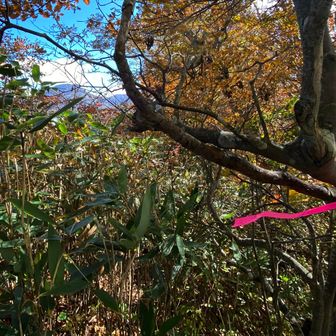 今回の目的は柳原岳への登山道を整備するため下降地点を探索・調査することでした😊