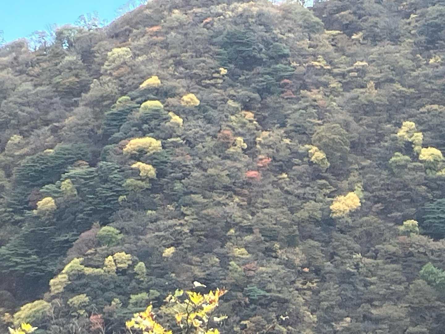 黄色がきれい