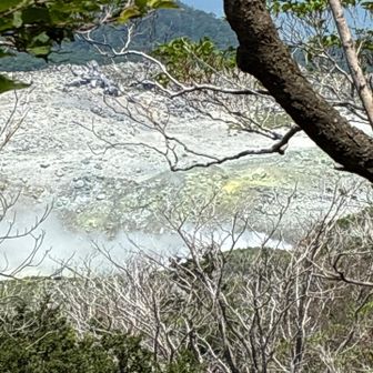 松が枯れています😱