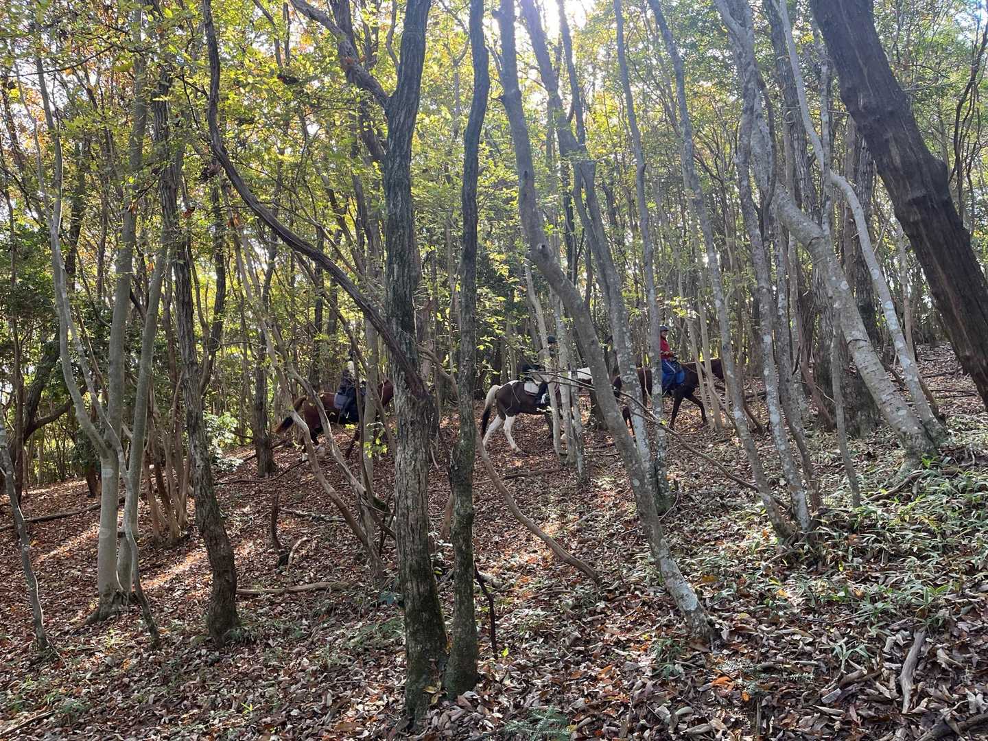え⁉️ 熊⁉️ 🐻
