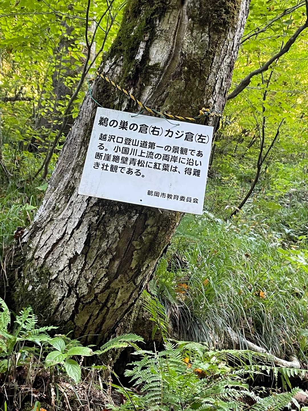 秋が深まると紅葉が見事になるそう…🍁🍁🍁
まだ時期的には早かったです。