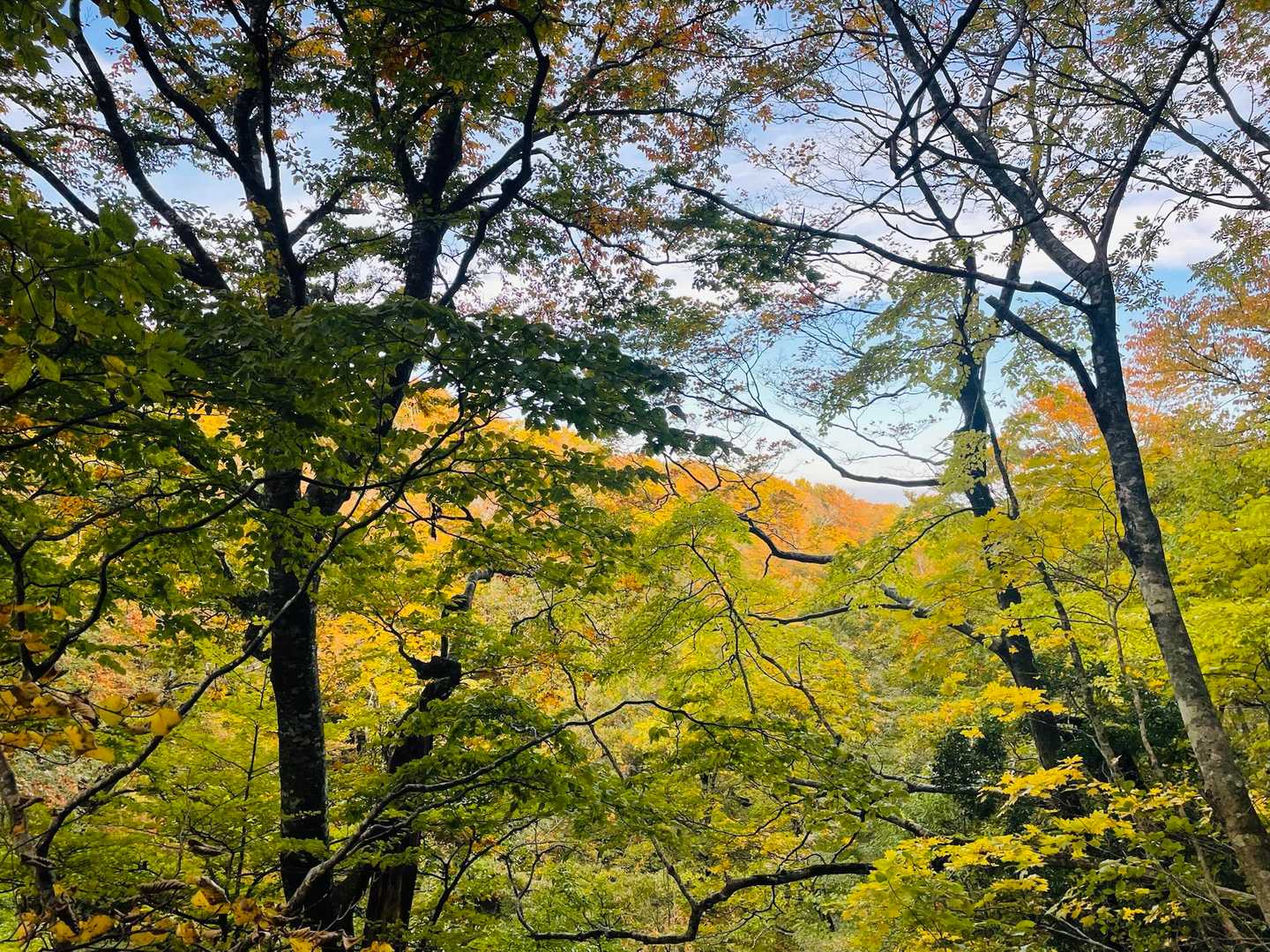 川床登山口-甲ヶ山-矢筈ヶ山-大休峠 周回コースの写真