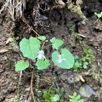 ツボスミレかも