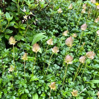 チングルマ
お花終わりかけ